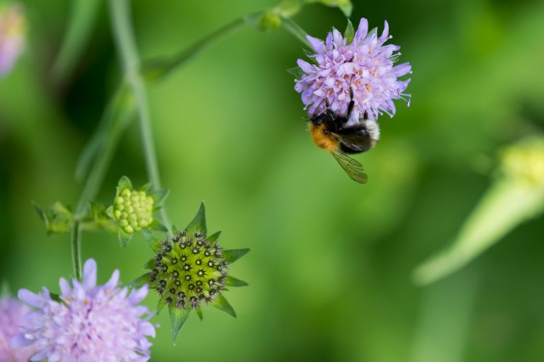 Entspannungskurse einfachentspannt.ch – Hummel auf Witwenblume