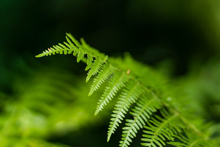 Entspannungskurse einfachentspannt.ch – Ein Farnblatt im Wald