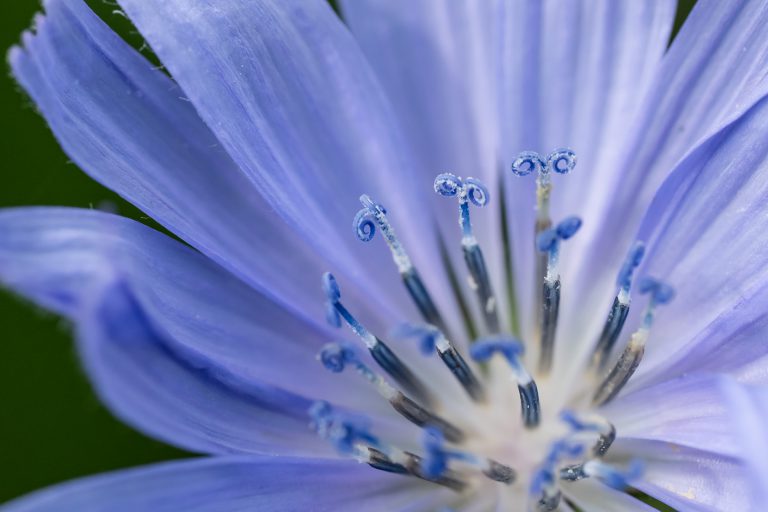 Entspannungskurse einfachentspannt.ch – Nahaufnahme einer Blüte der Wegwarte